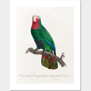 The Cuban Amazon (Amazona leucocephala) from Natural History of Parrots (1801—1805) by Francois Levaillant. Posters and Art